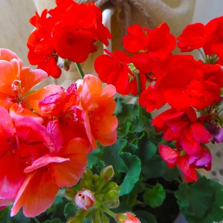 Guest house Il Geranio